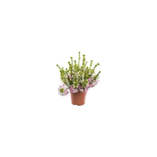 Une sélection pour l’extérieur：Erica Verticillata - Le pot de 4 litres