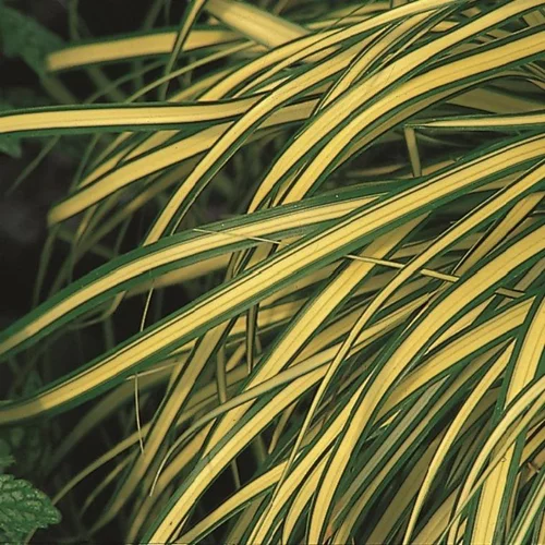 Idée simple:Carex Oshimensis Evergold jaune en pot de 2 L