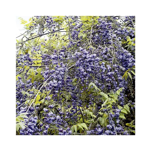 Sélection maison:Glycine VIOLACEA PLENA. Le pot de 3 litres