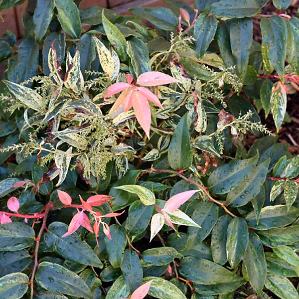 2 x Fleur de perle 'Rainbow' – Leucothoe Fontanesiana 'Rainbow', 20-30 cm pot