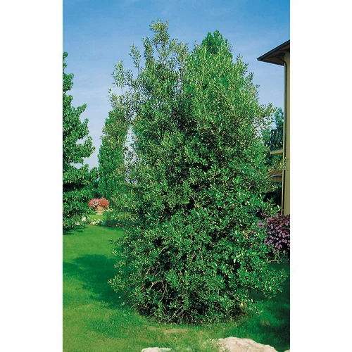 Jardin & maison:Chêne Vert - pot 18 L