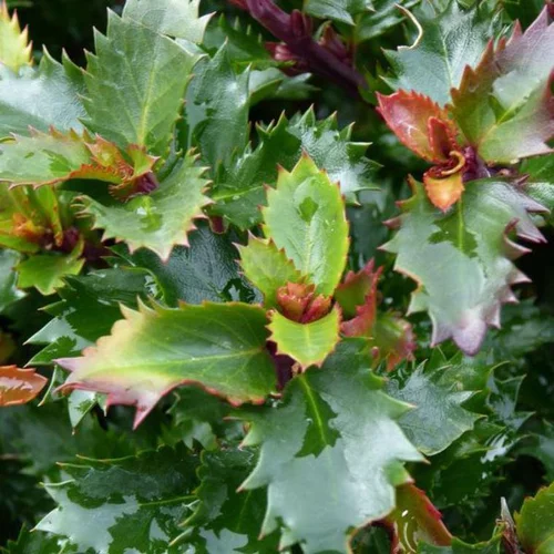 Jardin service：Houx commun (Ilex). Le pot de 4 litres