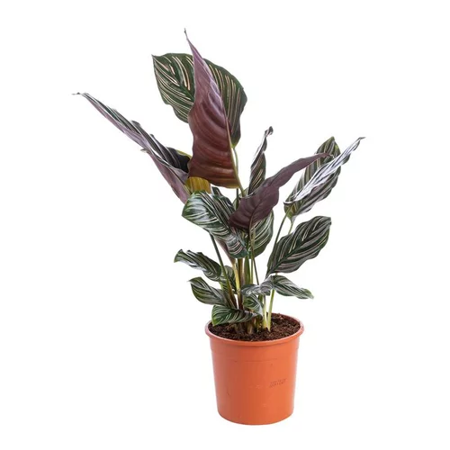 Nature maison:Calathéa varié. Le pot Ø 19 cm