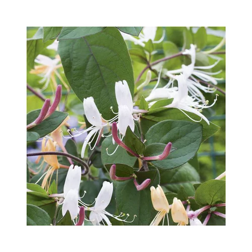 Déco jardin：Chevrefeuille CHINENSIS. Le pot de 6 litres