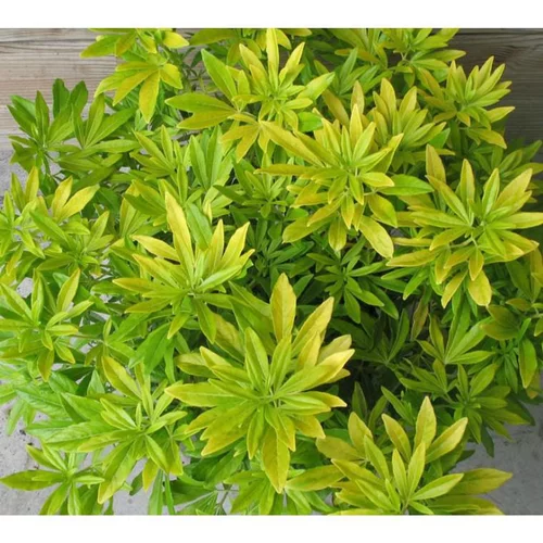 Jardin en pratique:Choisya Ternata Goldfingers – Pot de 3L