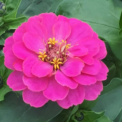 Extérieur pratique:Zinnia à grandes fleurs - Le pot de 4,5 litres