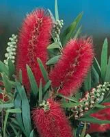 Un essentiel du jardin：Rince bouteille (Callistemon Laevis). Le pot de 4 litres
