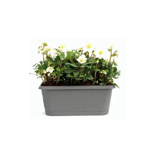 Bien pensé pour le jardin：Hellébore (ou Rose de Noël) NIGER - La jardinière