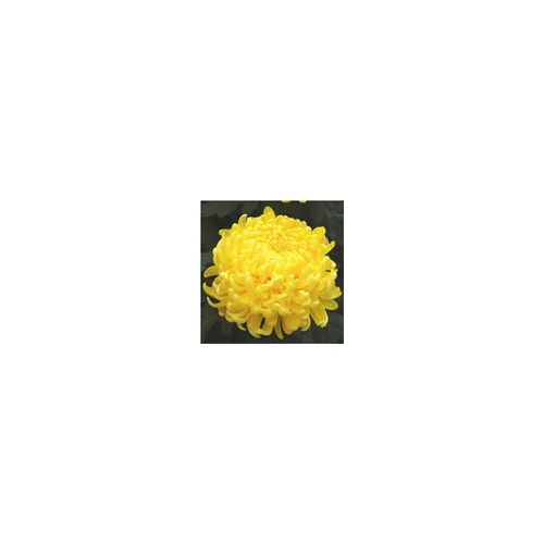 Mon jardin:Chrysanthème grosses fleurs. La coupe de 40/45 cm