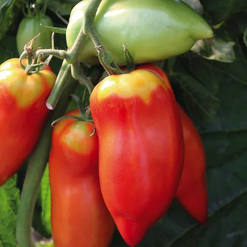 Choix au jardin:Tomate Allongee Andine Cornue Bio. La barquette de 3 plants