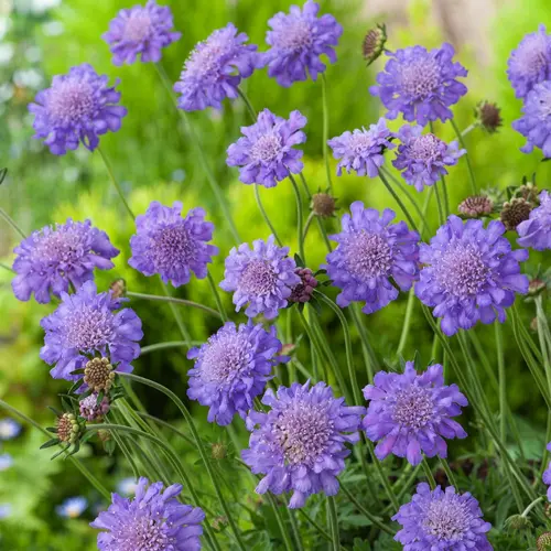 Pour votre espace vert：Scabieuse ‘Butterfly Blue’ - Le pot de 2 litres
