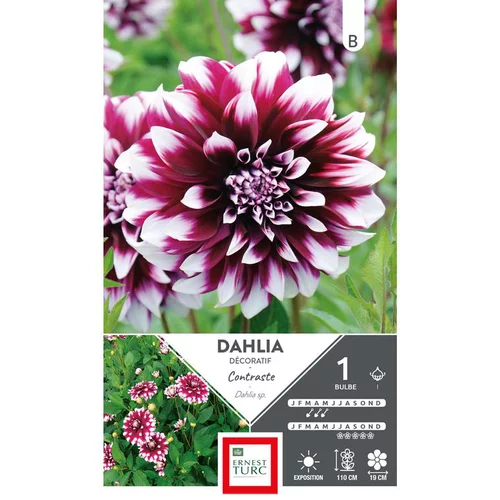 Nature facile:Dahlia à fleurs géantes contrastées. Le bulbe