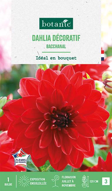 Pour un jardin plus agréable:Bulbe de fleurs Dalhia décoratif Bacchanal botanic® - 1 bulbe