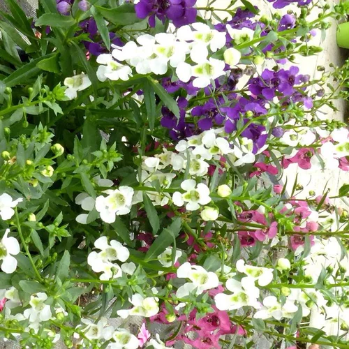 Les essentiels du jardin:Angelonia tricolore (Angélonie ou fausse Gueule-de-loup) à fleurs tricolores - Le pot de 4,5 litres avec soucoupe