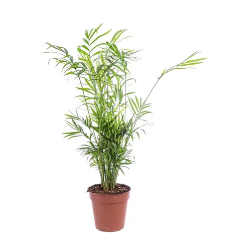 Pour mieux équiper vos extérieurs：Chamaedorea Elegans ou Palmier nain pot Ø12 cm/ H55 cm