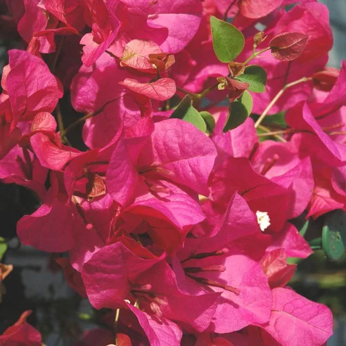 Loisirs au jardin：Bougainvillier ou Bougainvillée Californiana à fleurs roses - Le pot Ø 17 cm 1/4 de tige