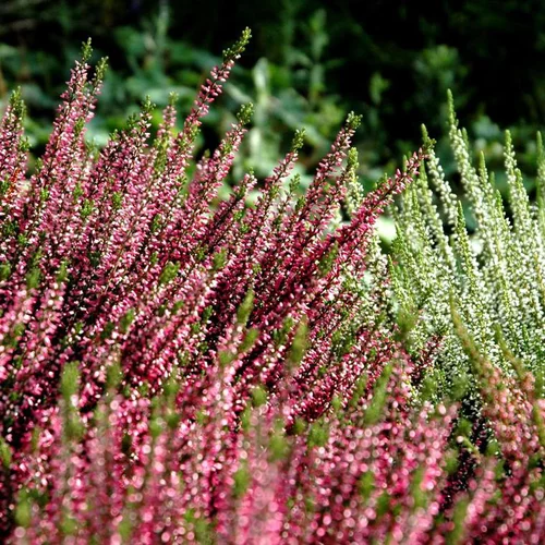 Un choix pratique pour l’extérieur:Callune naturelle - Le pot de 1 litre