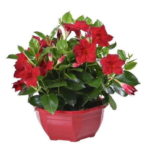 Facile extérieur：Dipladénia buisson - La coupe de 23 cm
