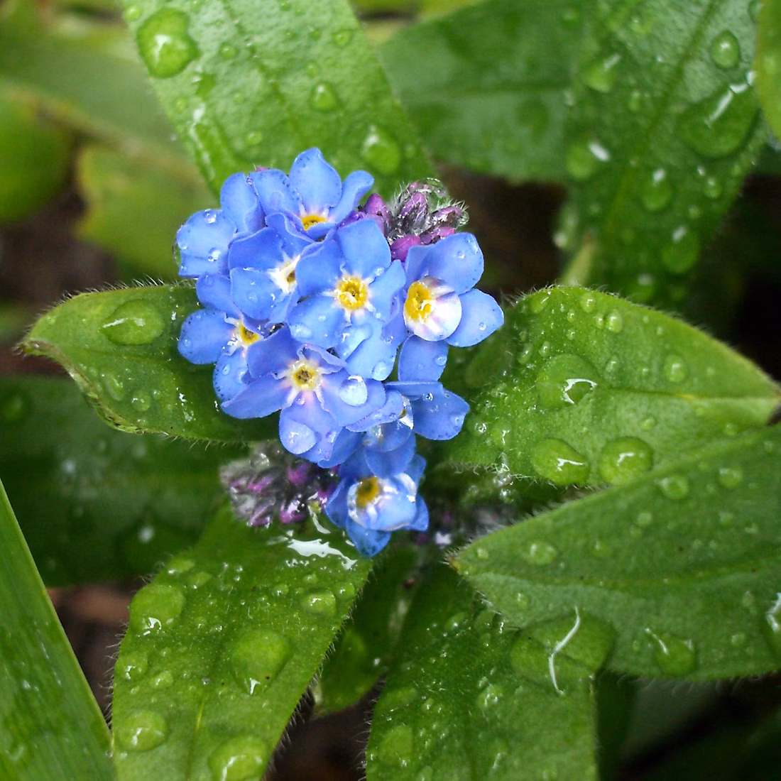 6 x Myosotis des marais | Myosotis palustris – godet 9cm x 9cm
