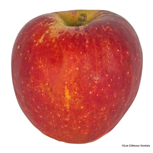 Choix pratique：Pomme Dalyrian bio de France - Prix au kg