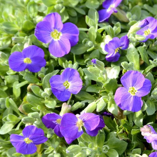 Jardin durable:Aubriète glacier bleue en pot de 2 L