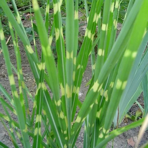 Au service de votre jardin：Miscanthus sinensis zebrinus vert en pot de 2 L
