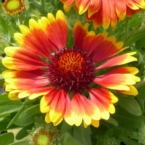 Vie dehors：Gaillardia - Le pot de 3 litres