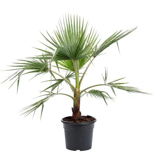 Pour vos besoins extérieurs:Palmier Washingtonia ou Palmier en pot de 10 L