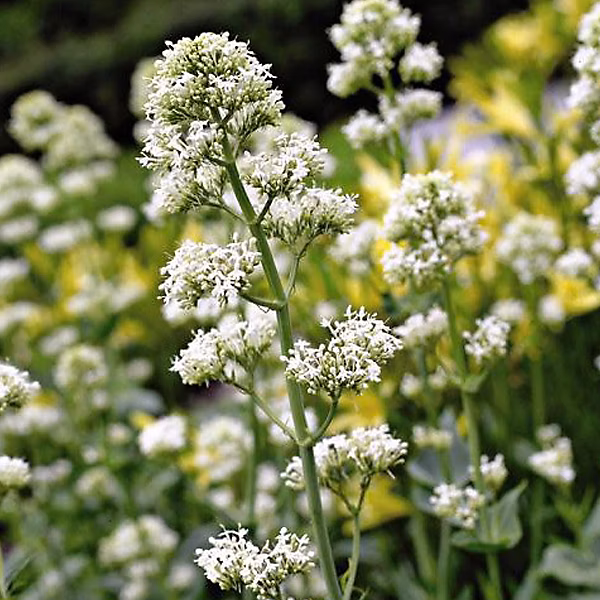 6 x Valériane – Centranthus ruber 'Albus' | godet 9cm x 9cm