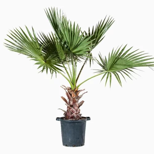 Pour votre espace:Palmier Washingtonia en pot de 35 L