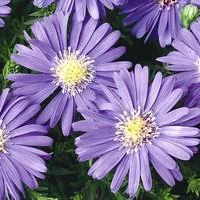 Pour les espaces verts：Aster vivace - La coupe de 25 cm