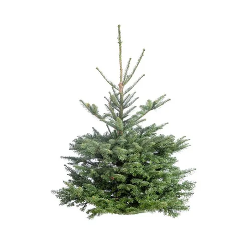 Un indispensable au jardin:Sapin de Noël naturel coupé Nobilis - de 150 à 175 cm