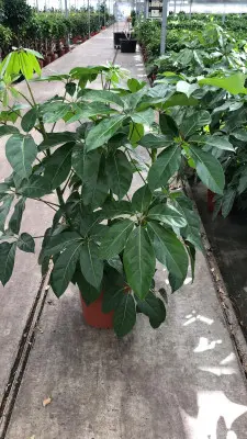 Pour votre extérieur:Schefflera Amate 3 touffes. Le pot de Ø 30 x H 130 cm