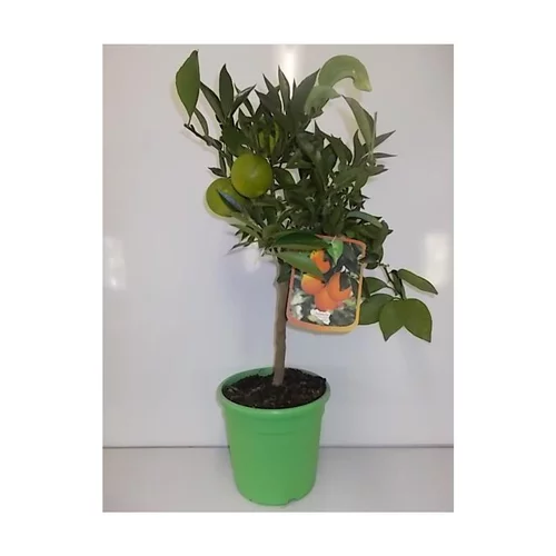 Accessoire pour le jardin：Oranger. Le pot de 5 litres