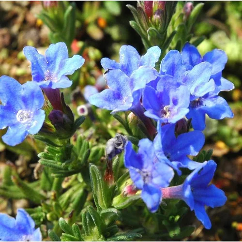Jardin et nature:Lithodora ou grémil - Le pot de Ø 14 cm