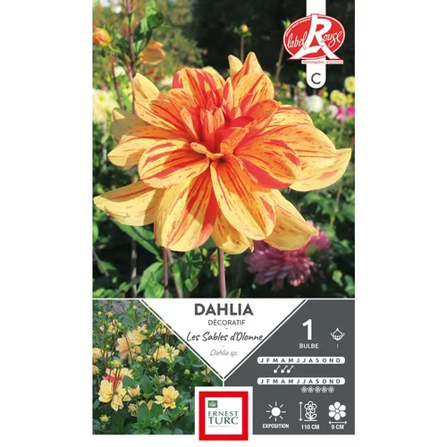 Côté extérieur:Dahlia décoratif Les sables d'Olonne orange strié rouge Ernest Turc - 1 bulbe