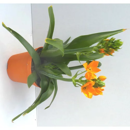Pour les espaces verts:Ornithogale - Le pot de 10,5 cm