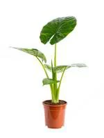Facile au jardin：Alocasia Calidora pot Ø32xH120 cm