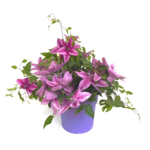 Pour vos projets：Clématite Boulevard® à fleurs multicolores - Le pot de 3 litres