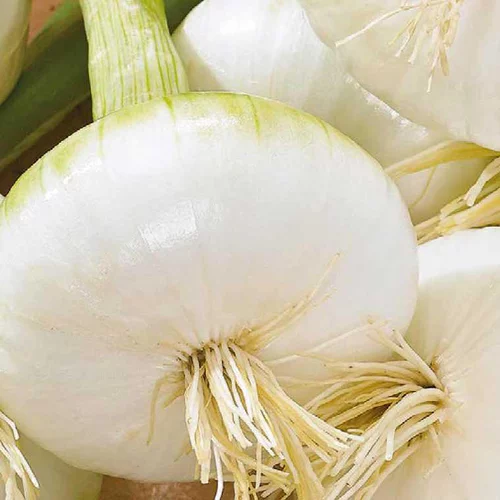 Solution utile：Oignon Blanc De Rebouillon Bio. La barquette de 12 plants
