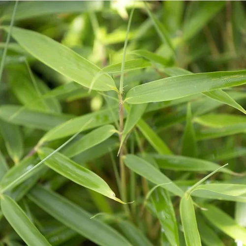 Pour profiter du jardin:Bambou Fargesia Robusta en pot de 5 L vert