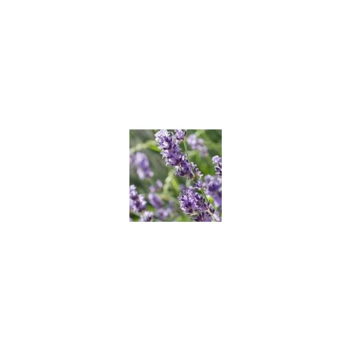 Jardin confort：lavande hidcote - Le pot de 1 litre