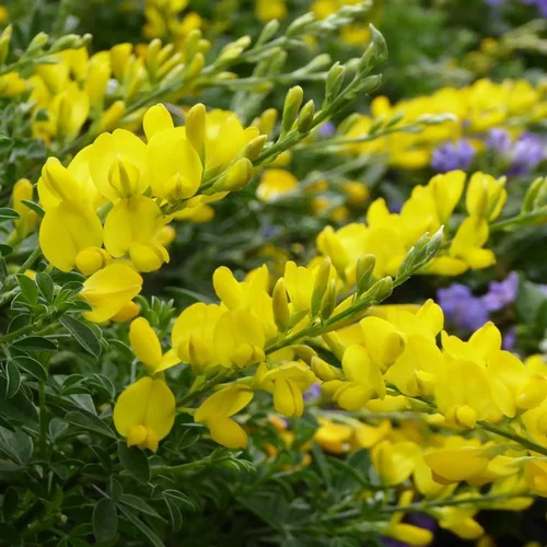 Une touche jardin:Genêt de Tenerife ou Cytissus racemosus à fleurs jaunes - Le pot Ø 12 cm