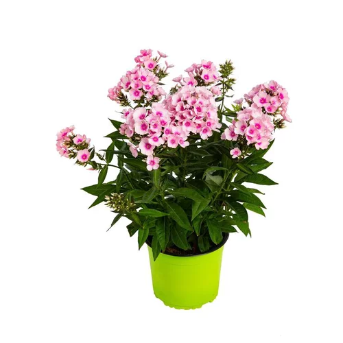 Une solution pour l’extérieur：Phlox Paniculata - Le pot de 3 litres