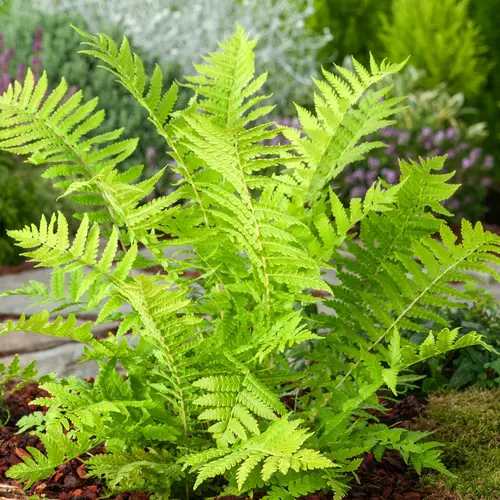 Espace vert pratique：Fougère Matteuccia struthiopteris - Le pot de 2 litres