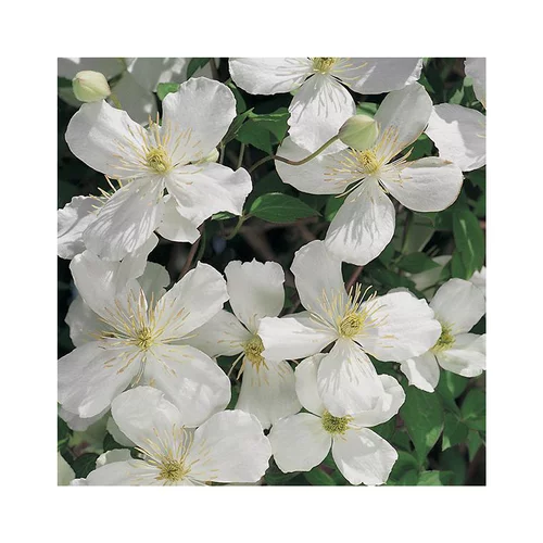 Extérieur utile:CLEMATITE MONTANA SPOONERII. Le pot de 3 litres