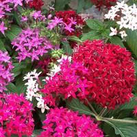 Bien pour le jardin：Pentas sur tige - Le pot de 3 litres