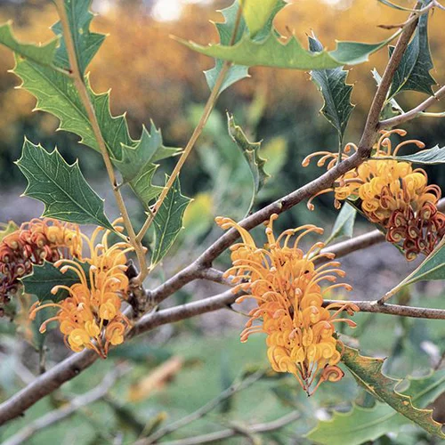 Pour embellir vos extérieurs:Grévillea ‘Aurea’ - Le pot de 3 litres
