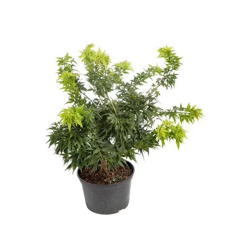 Pour embellir vos extérieurs：Acer Palmatum Mikawa Yatsubusa (Érable du japon) nain en pot de 5 L vert