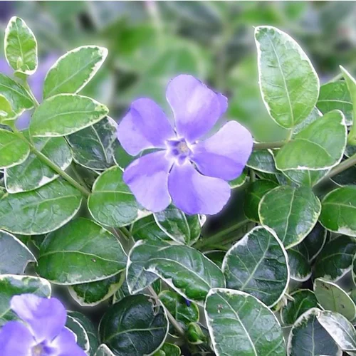 Une idée pour le jardin:Petite pervenche - Le pot de 10,5 cm